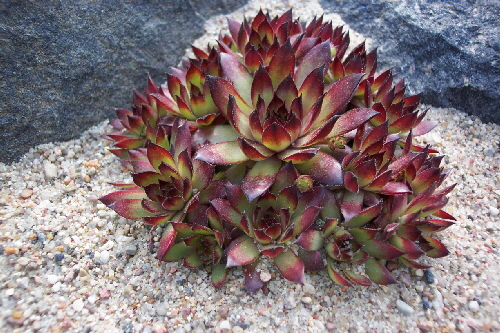 sempervivum tectorum f.purpure